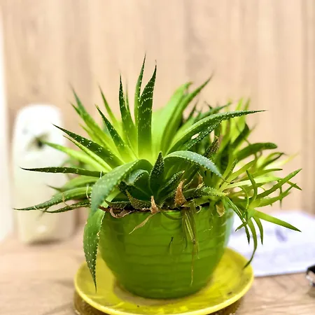 Amelia Comfort 公寓