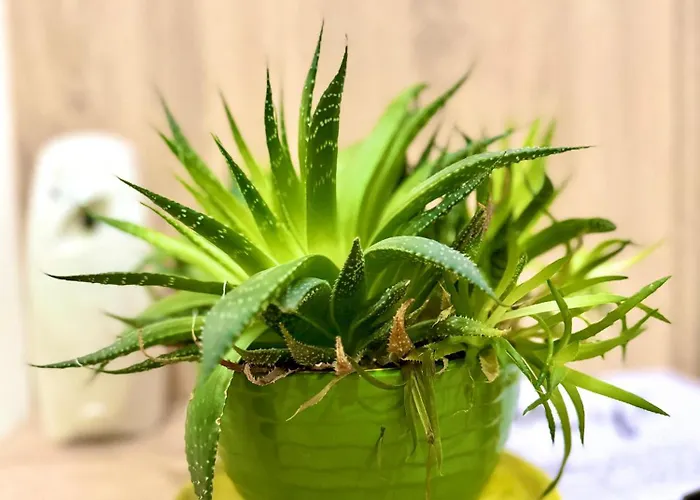 Amelia Comfort 아파트